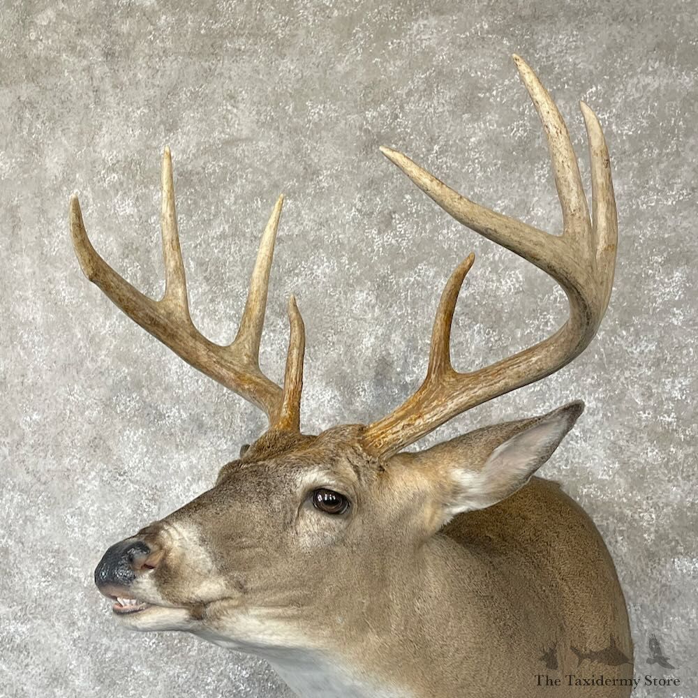Whitetail Deer Shoulder Mount For Sale #28180 @ The Taxidermy Store