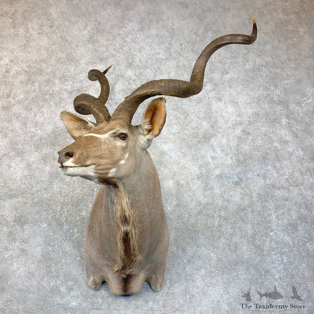 Greater Kudu Shoulder Mount For Sale #23867 @ The Taxidermy Store