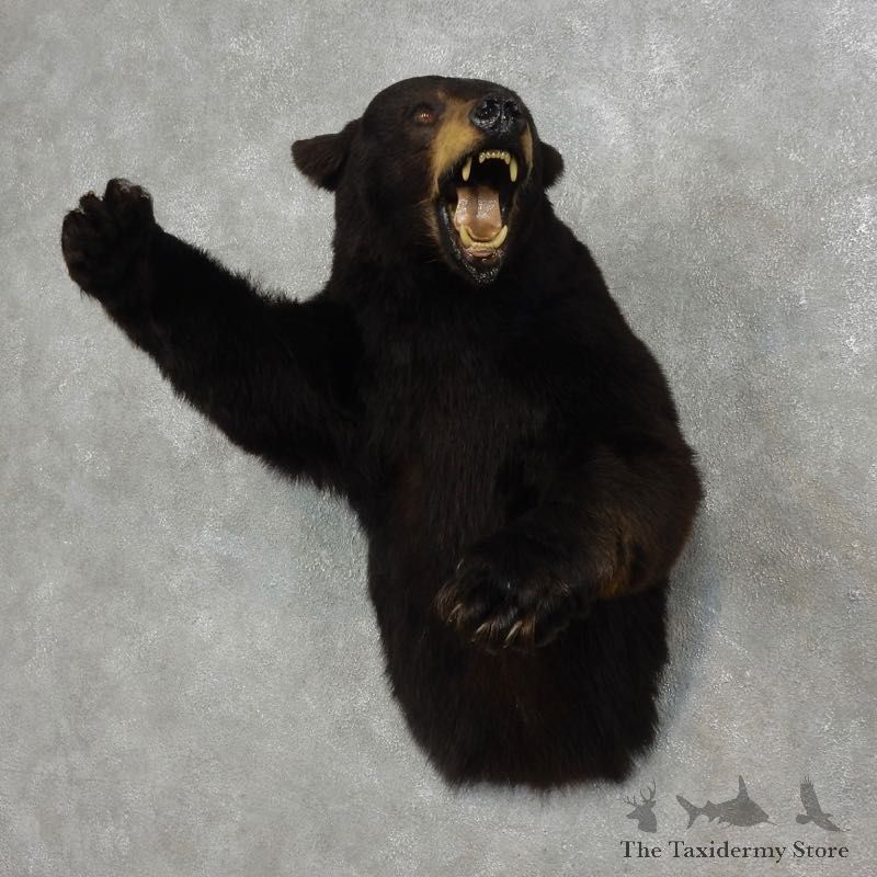 Black Bear 1/2-Life-Size Mount For Sale #17900 @ The Taxidermy Store