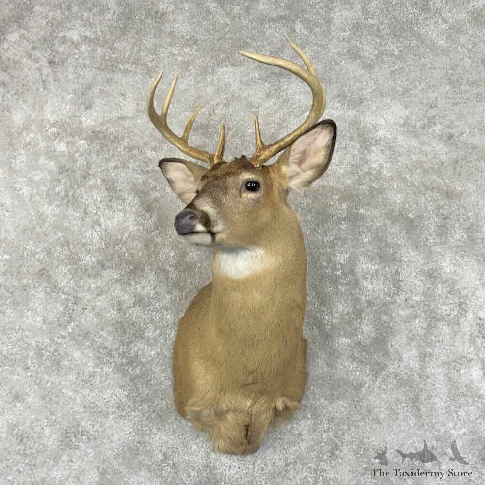 Whitetail Deer Shoulder Mount For Sale #31006 @ The Taxidermy Store