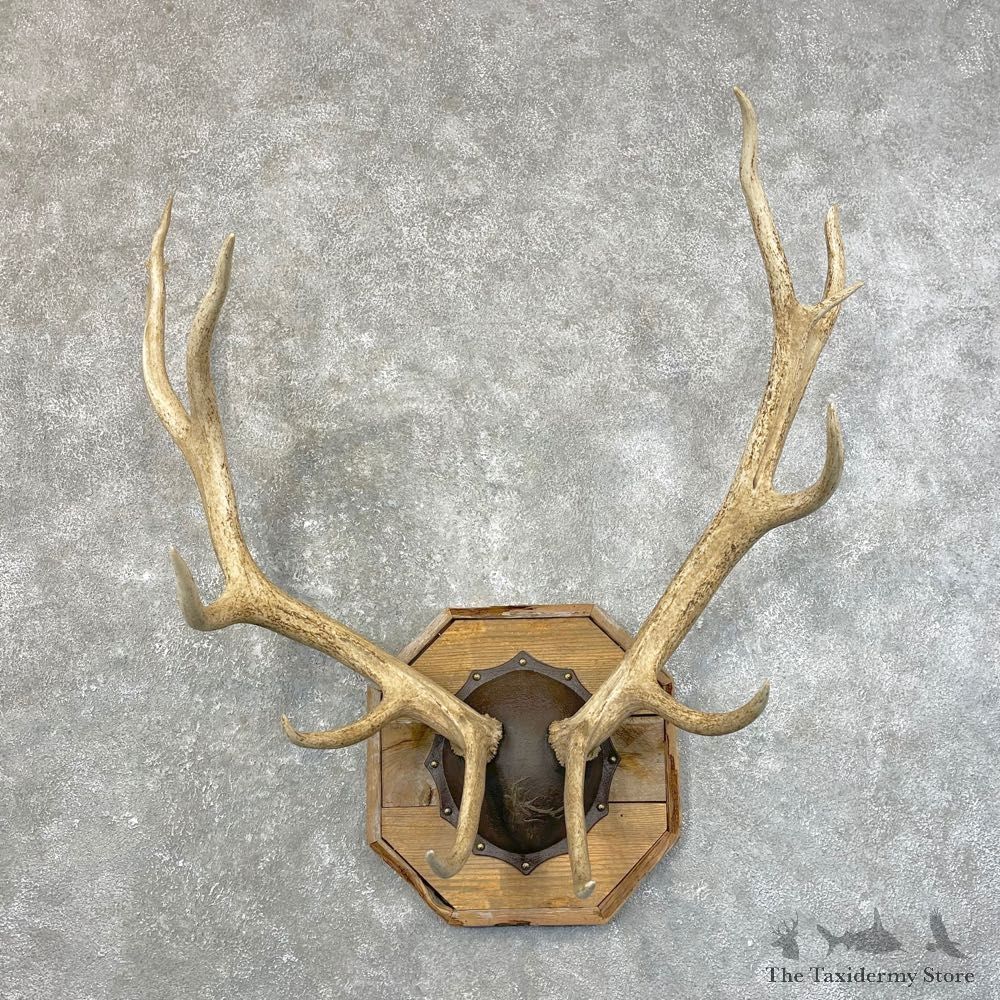 Rocky Mountain Elk Plaque Mount For Sale #24634 @ The Taxidermy Store