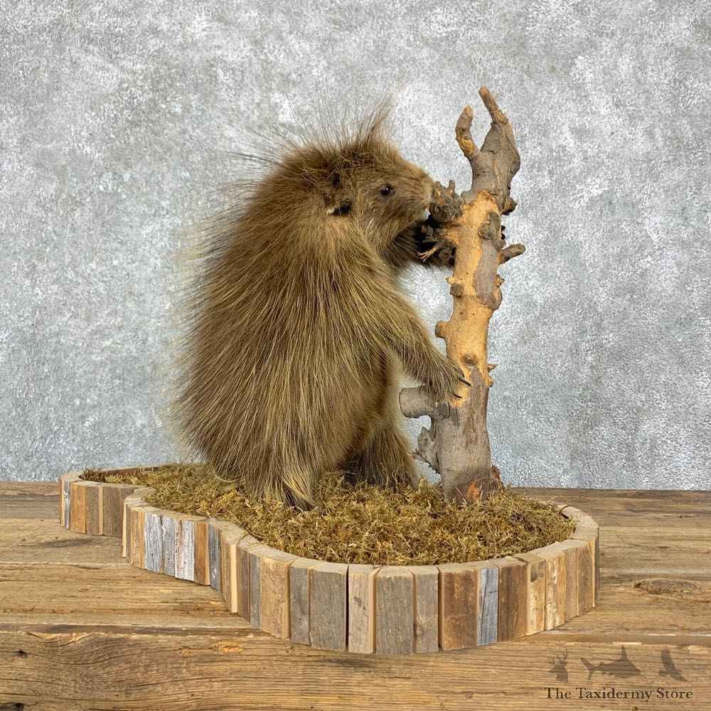 Porcupine Life-Size Taxidermy Mount For Sale #23177 @ The Taxidermy Store