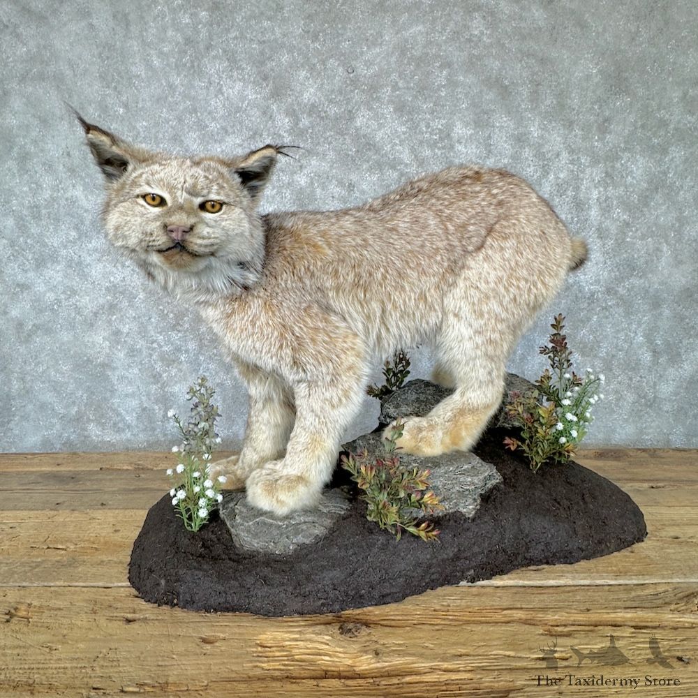 Alaskan Lynx Life-Size Mount For Sale #29613 @ The Taxidermy Store