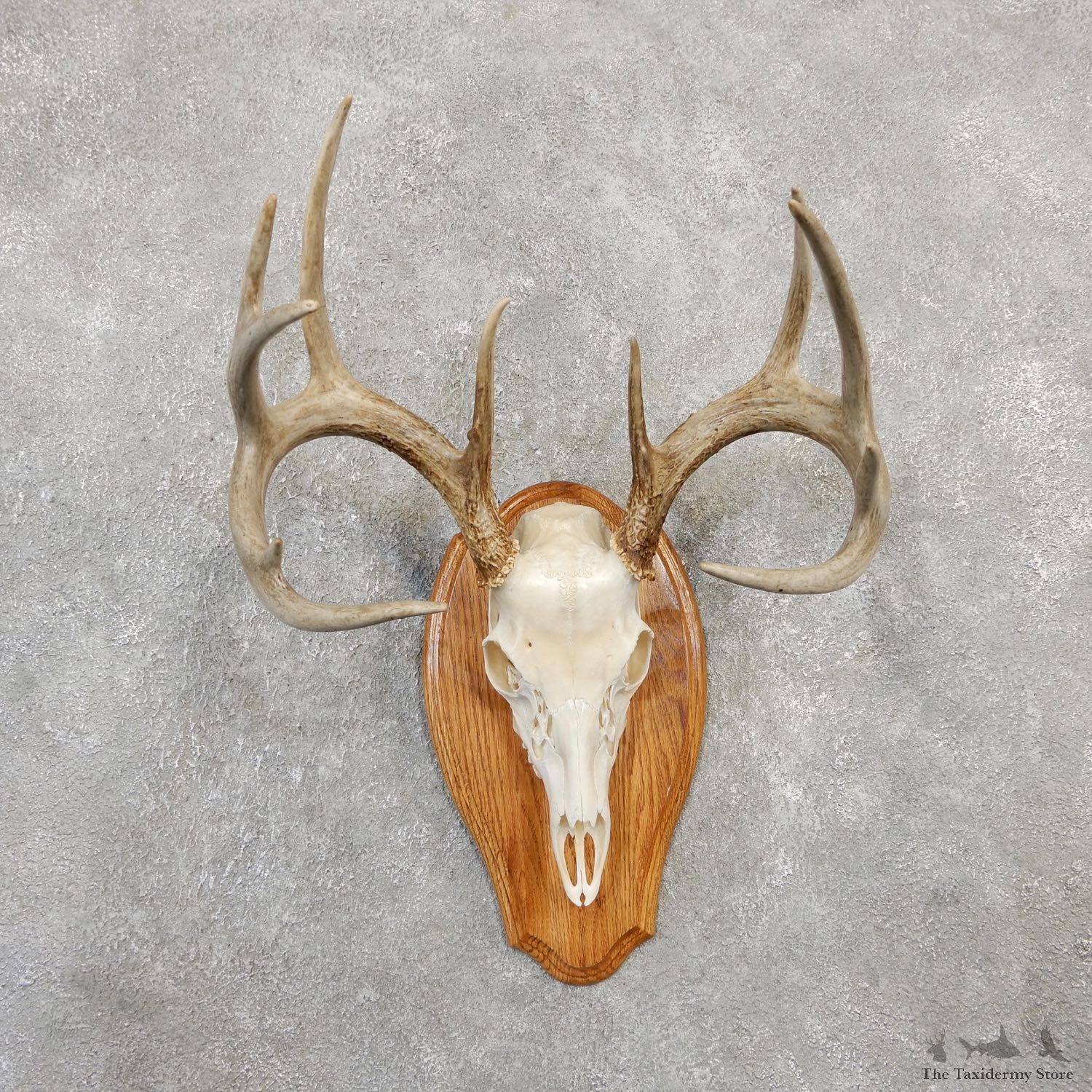 Whitetail Deer Skull European Mount For Sale #20026 @ The Taxidermy Store