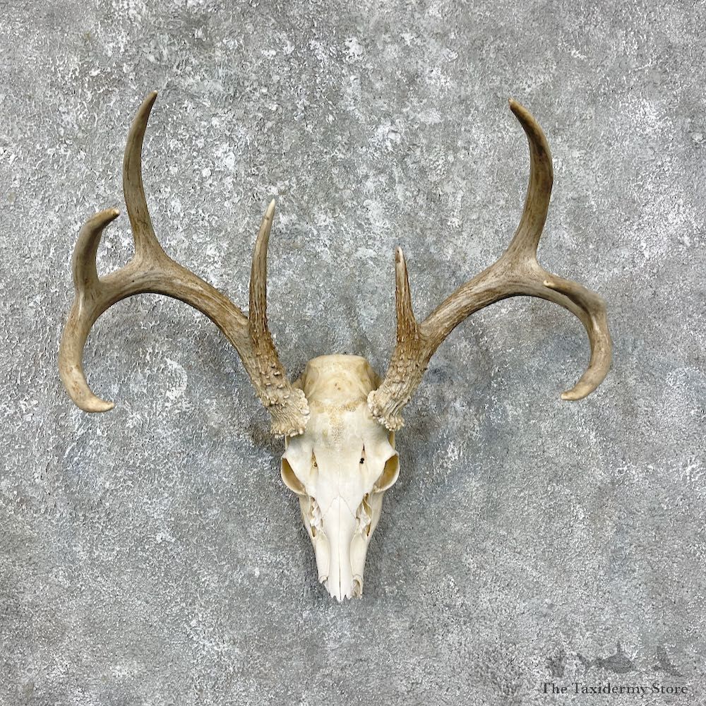 Whitetail Deer Skull European Mount For Sale #25606 @ The Taxidermy Store