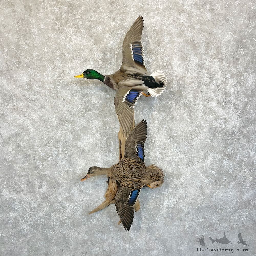 Mallard Drake and Hen Duck Mount For Sale #28087 - The Taxidermy Store