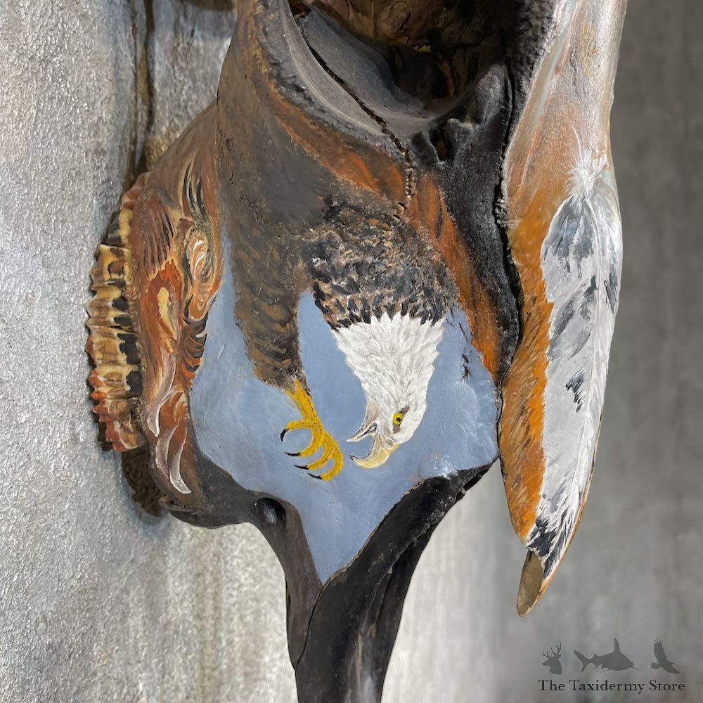 Buffalo Bison Skull Mount For Sale #26251 @ The Taxidermy Store
