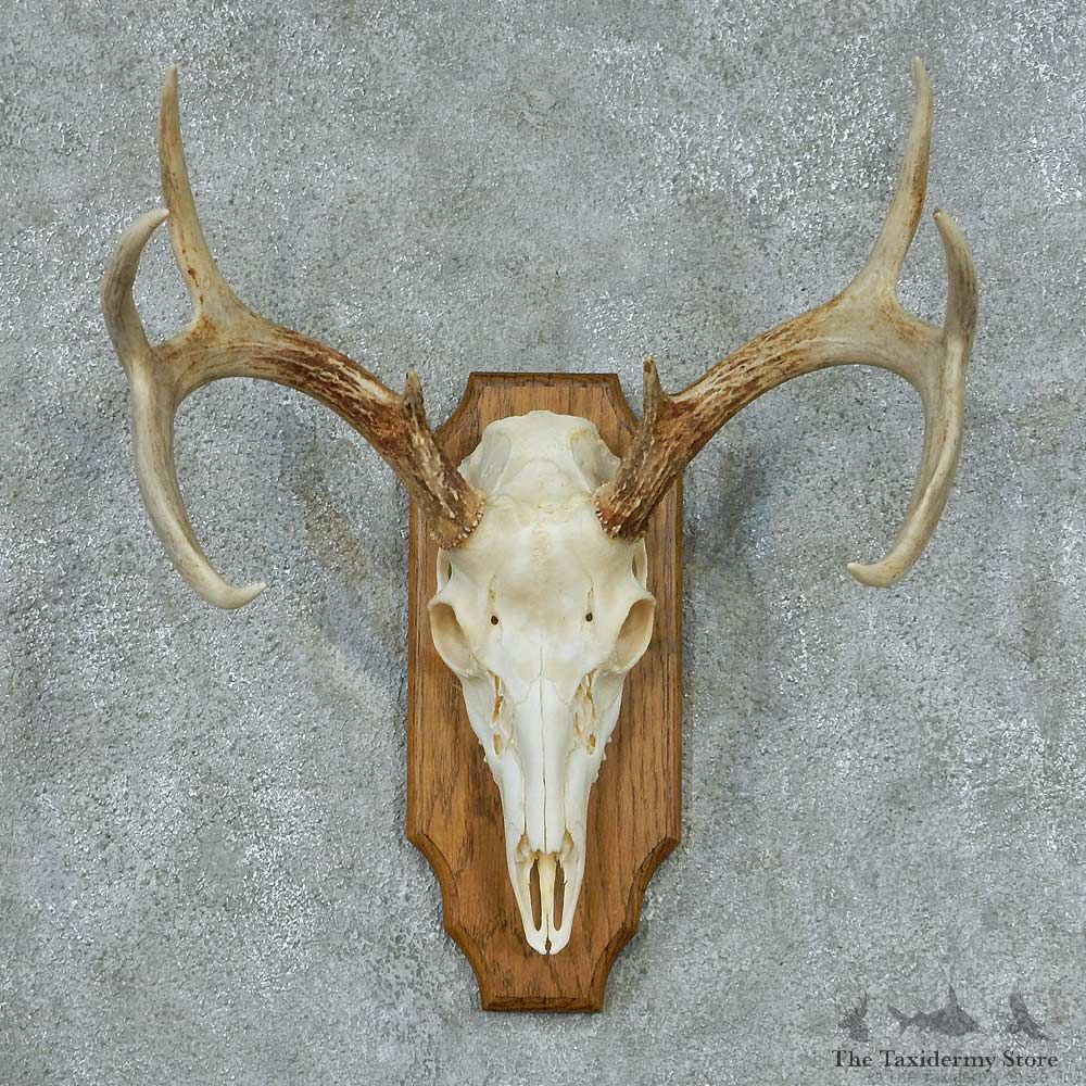 Whitetail Deer Skull & Horns Mount #13429 For Sale @ The Taxidermy Store