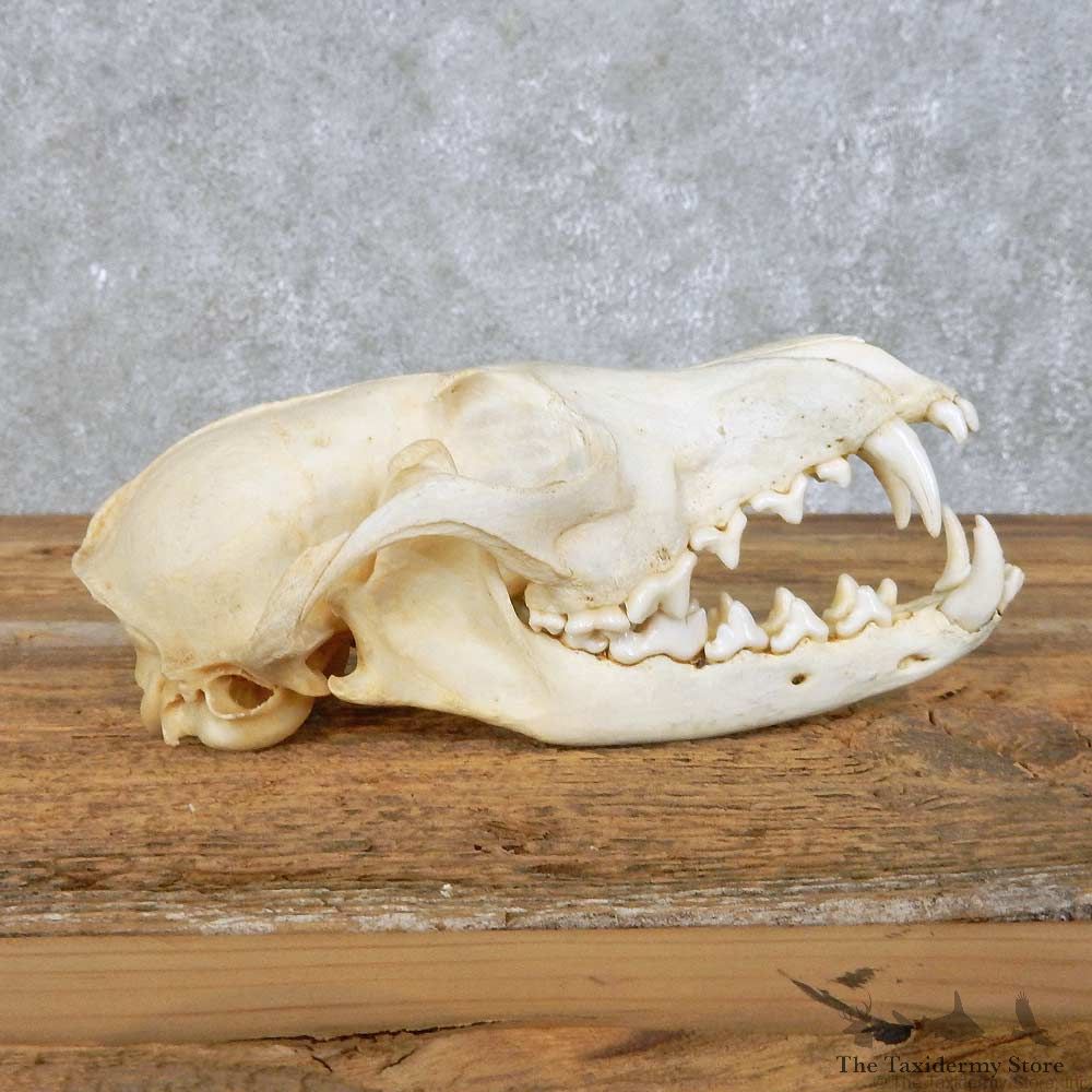 Red Fox Skull Mount For Sale #14948 @ The Taxidermy Store