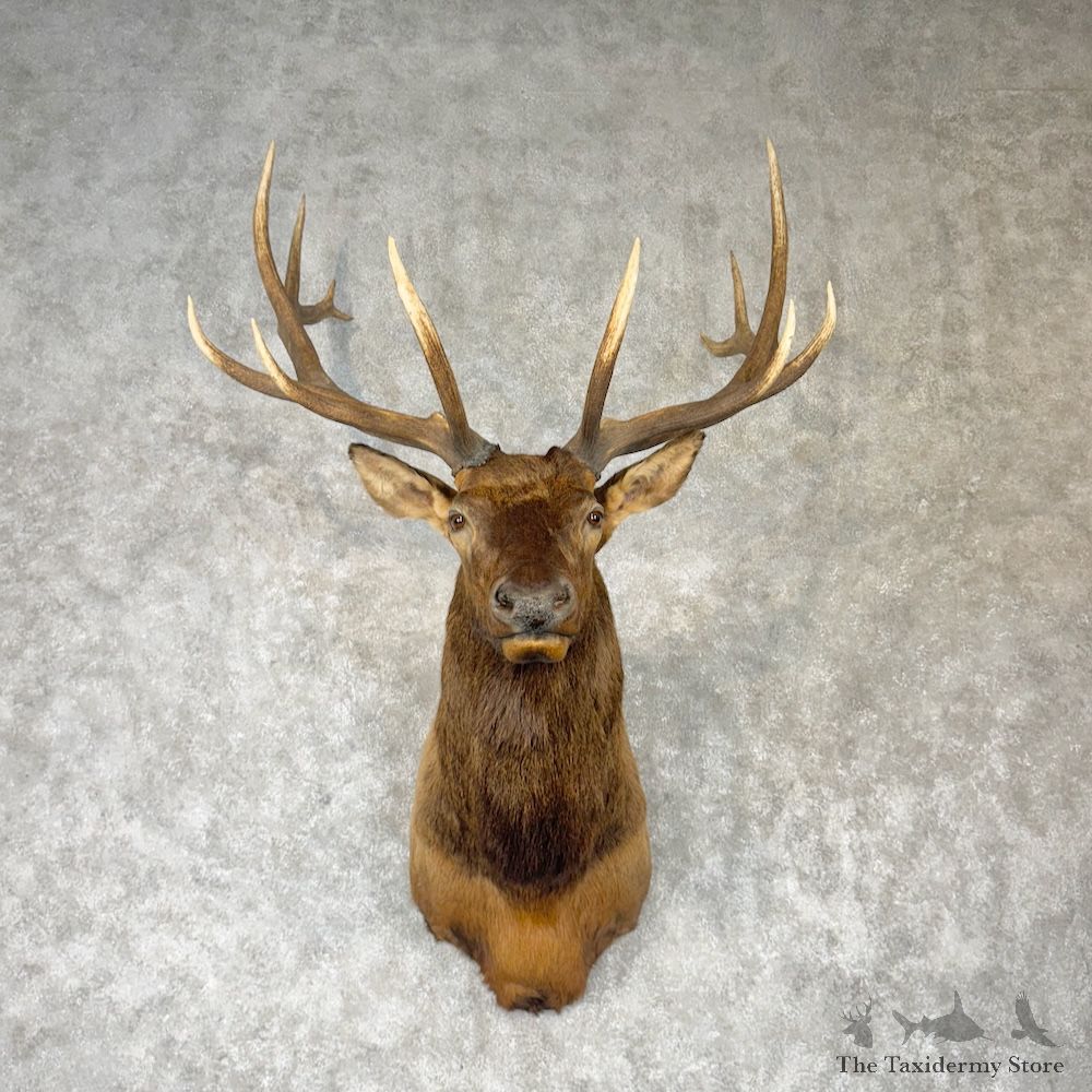 Rocky Mountain Elk Shoulder Mount For Sale #30147 @ The Taxidermy Store