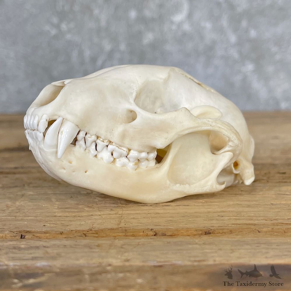 Raccoon Full Skull Taxidermy Mount For Sale #26570 @ The Taxidermy Store