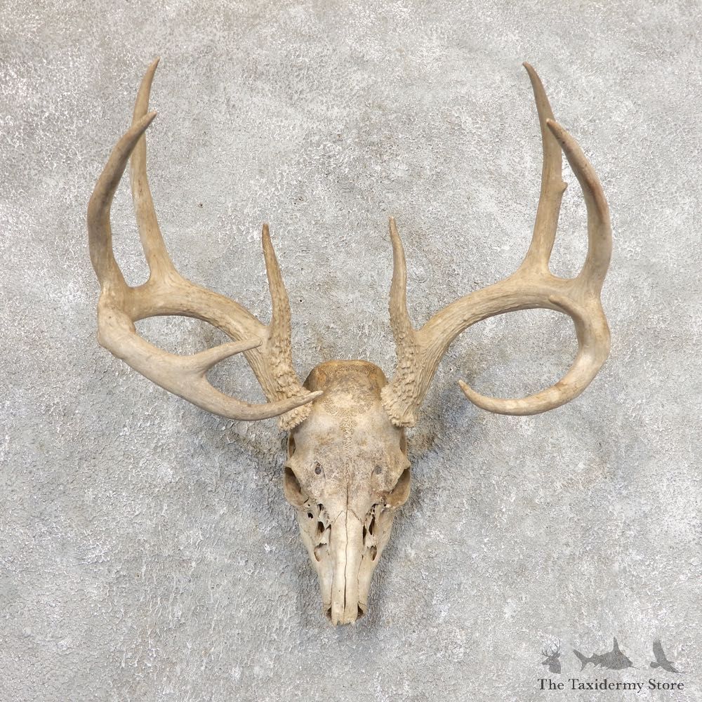 Whitetail Deer Skull European Mount For Sale #21345 @ The Taxidermy Store