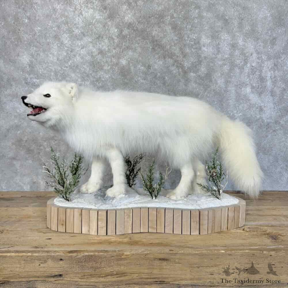 Arctic Fox Life-Size Mount For Sale #30537 @ The Taxidermy Store