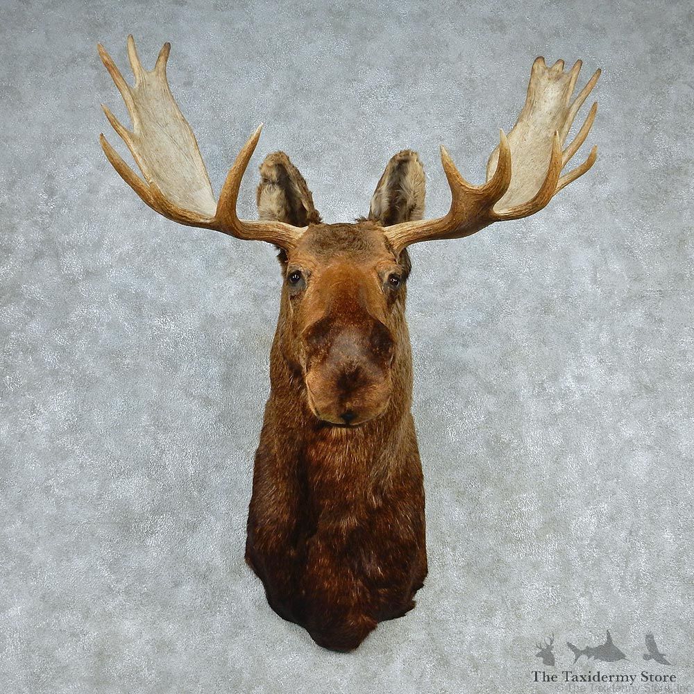 Alaskan Moose Shoulder Taxidermy Head Mount #12785 For Sale @ The Taxidermy Store