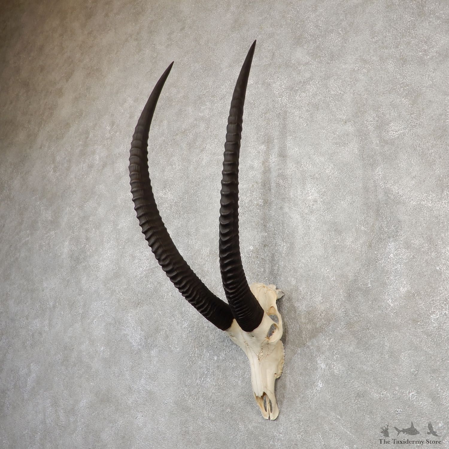 Sable Antelope Skull & Horn Mount For Sale #20022 @ The Taxidermy Store