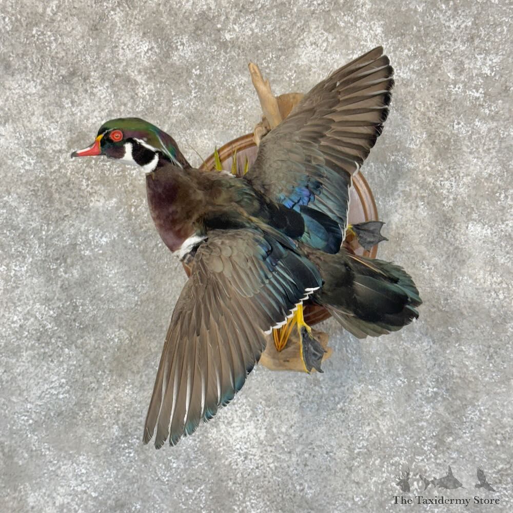 Wood Duck Bird Mount For Sale #28781 @ The Taxidermy Store