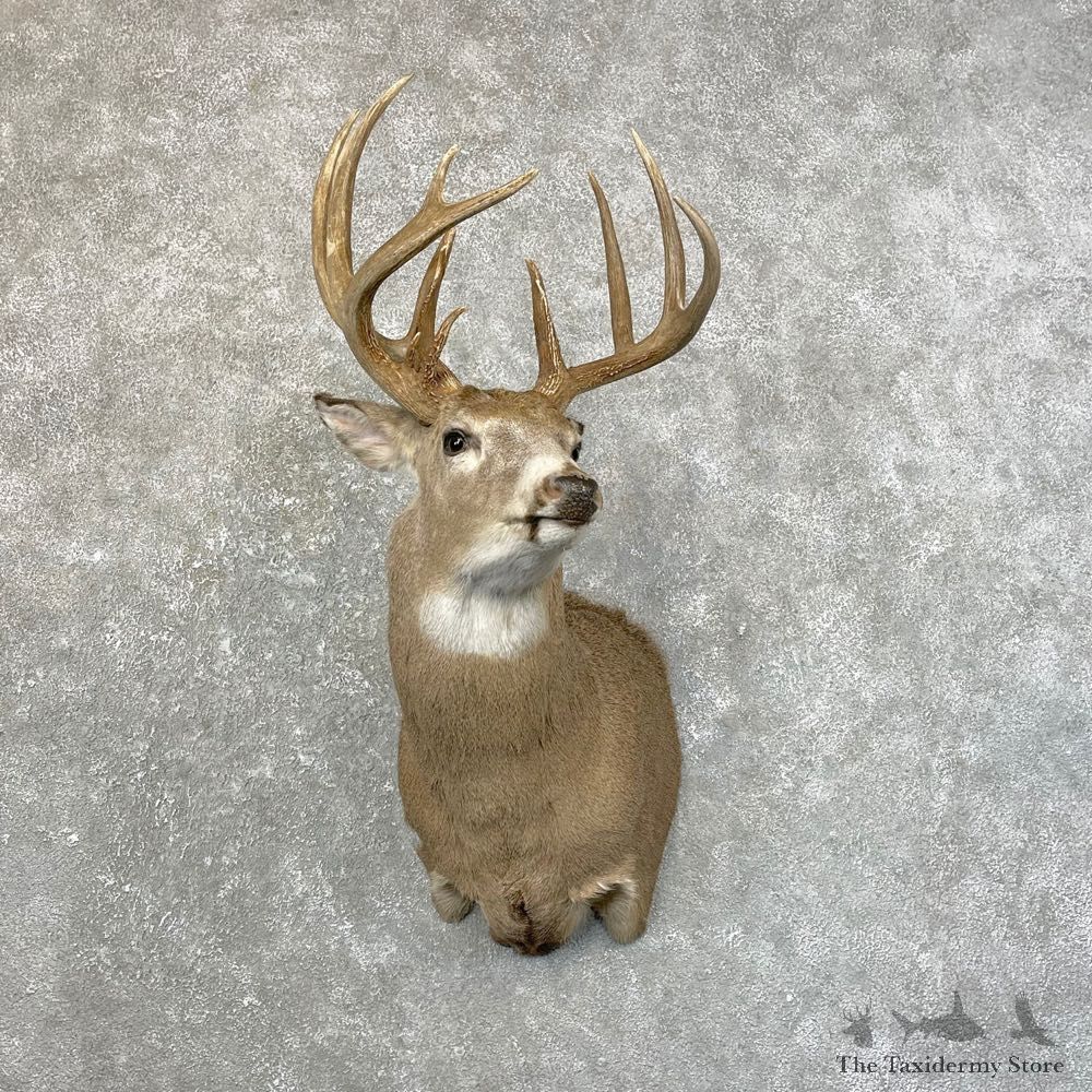 Whitetail Deer Shoulder Mount #24642 For Sale - The Taxidermy Store