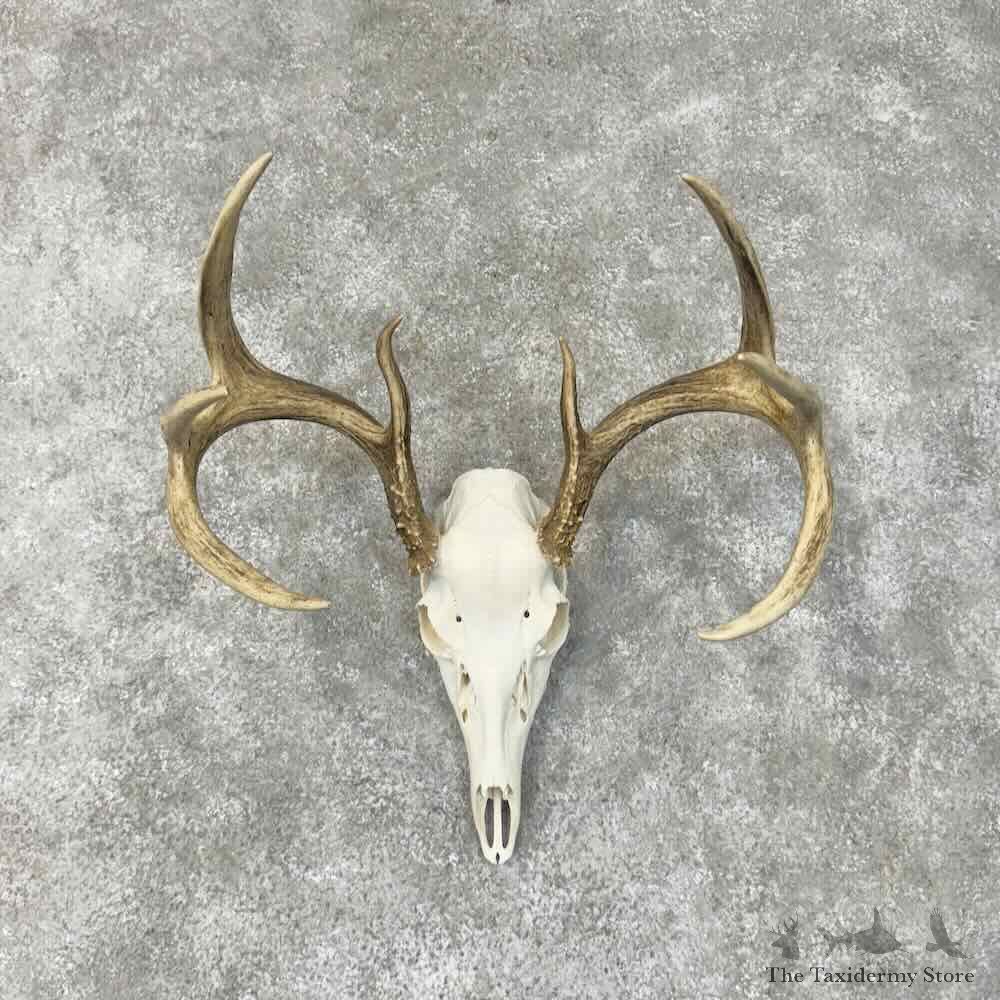 Whitetail Deer Skull European Mount For Sale #30500 @ The Taxidermy Store