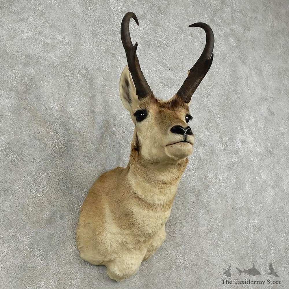 Pronghorn Antelope Shoulder Mount For Sale #16916 @ The Taxidermy Store