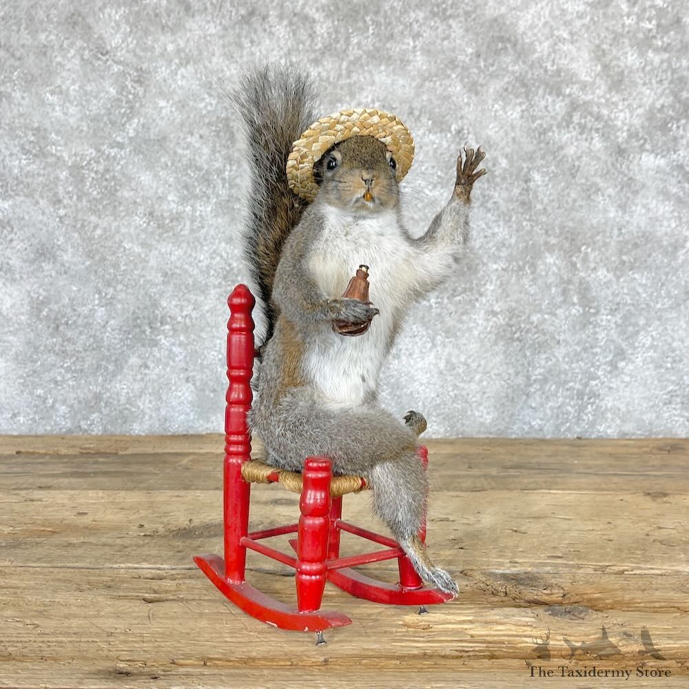 Novelty Grey Squirrel Mount For Sale #28222 @ The Taxidermy Store