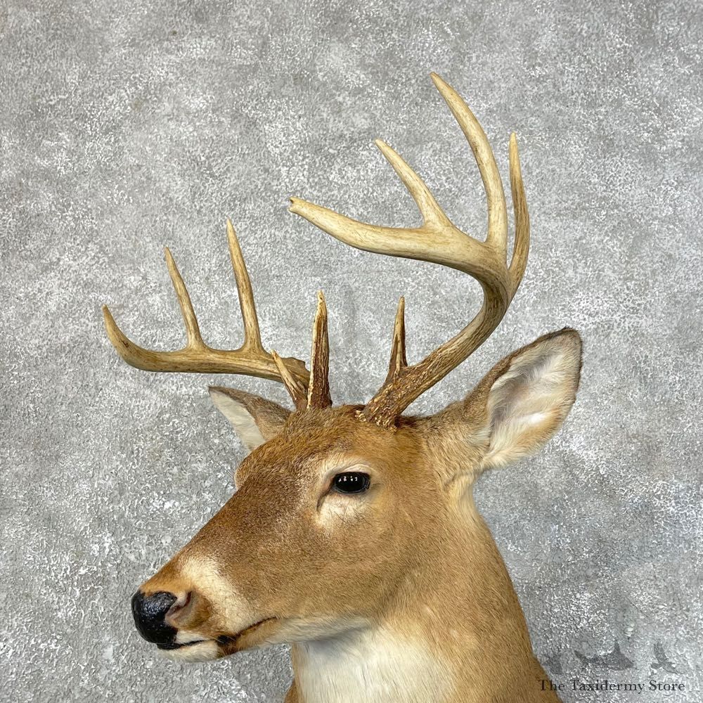 Whitetail Deer Taxidermy Shoulder Mount For Sale #24643 @ The Taxidermy Store