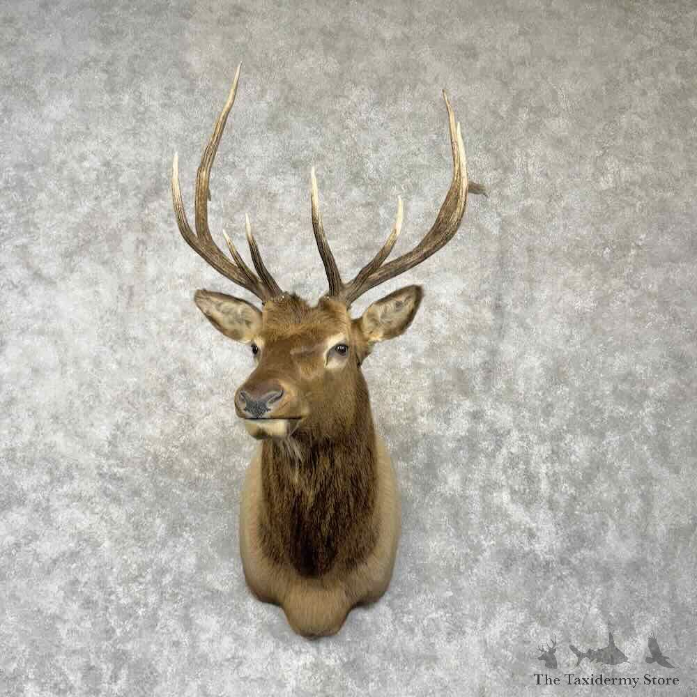 Rocky Mountain Elk Shoulder Mount For Sale #30370 @ The Taxidermy Store