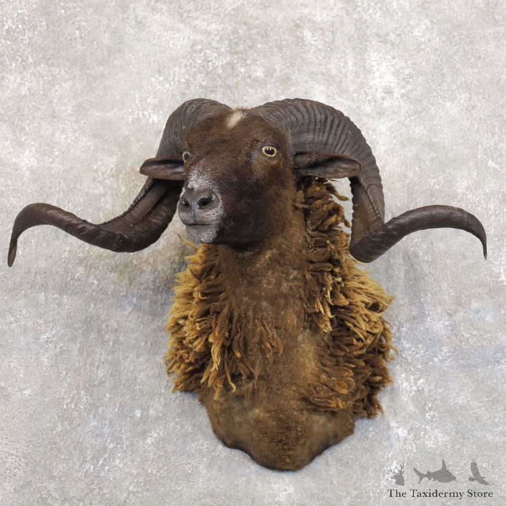 Black Corsican Ram Shoulder Mount For Sale #22207 @ The Taxidermy Store