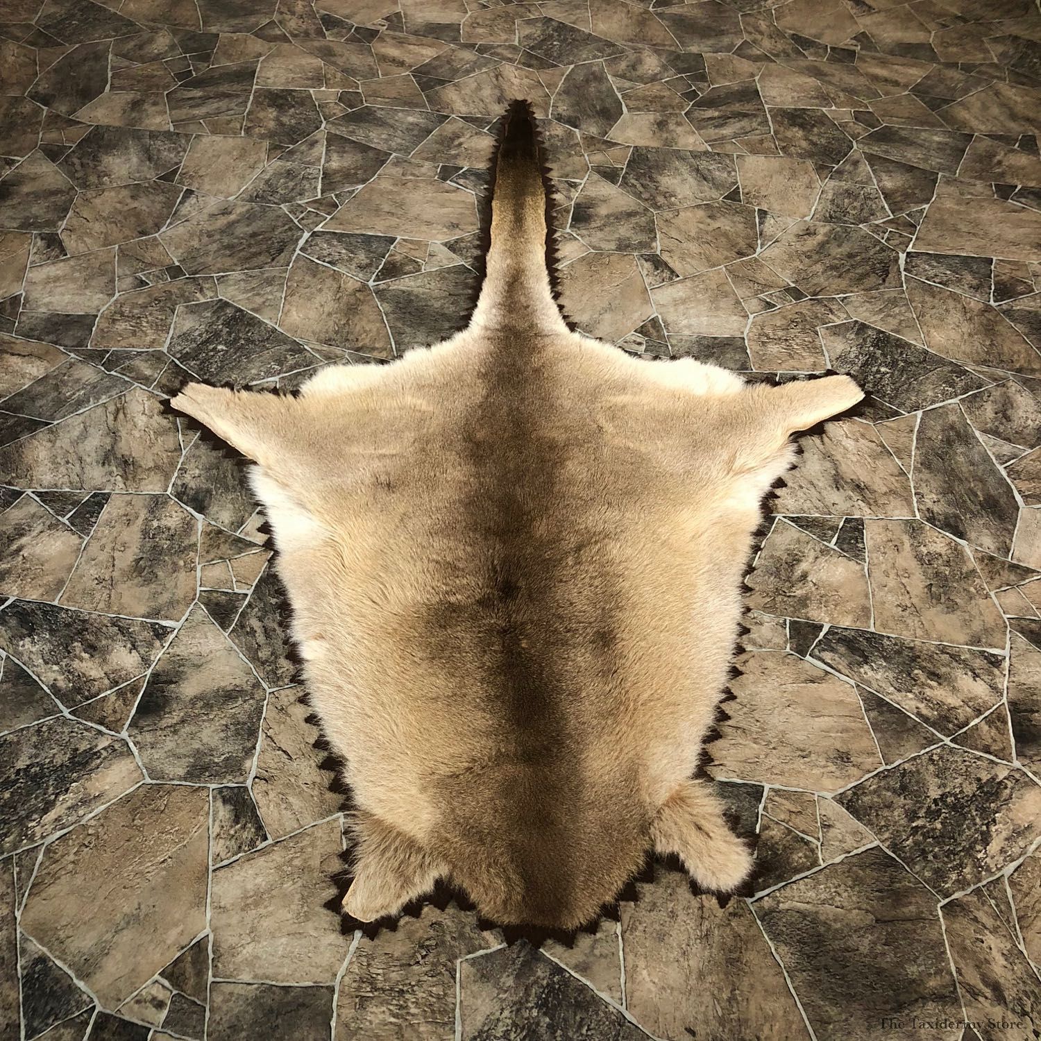 Wallaby Rug Mount For Sale #20079 @ The Taxidermy Store