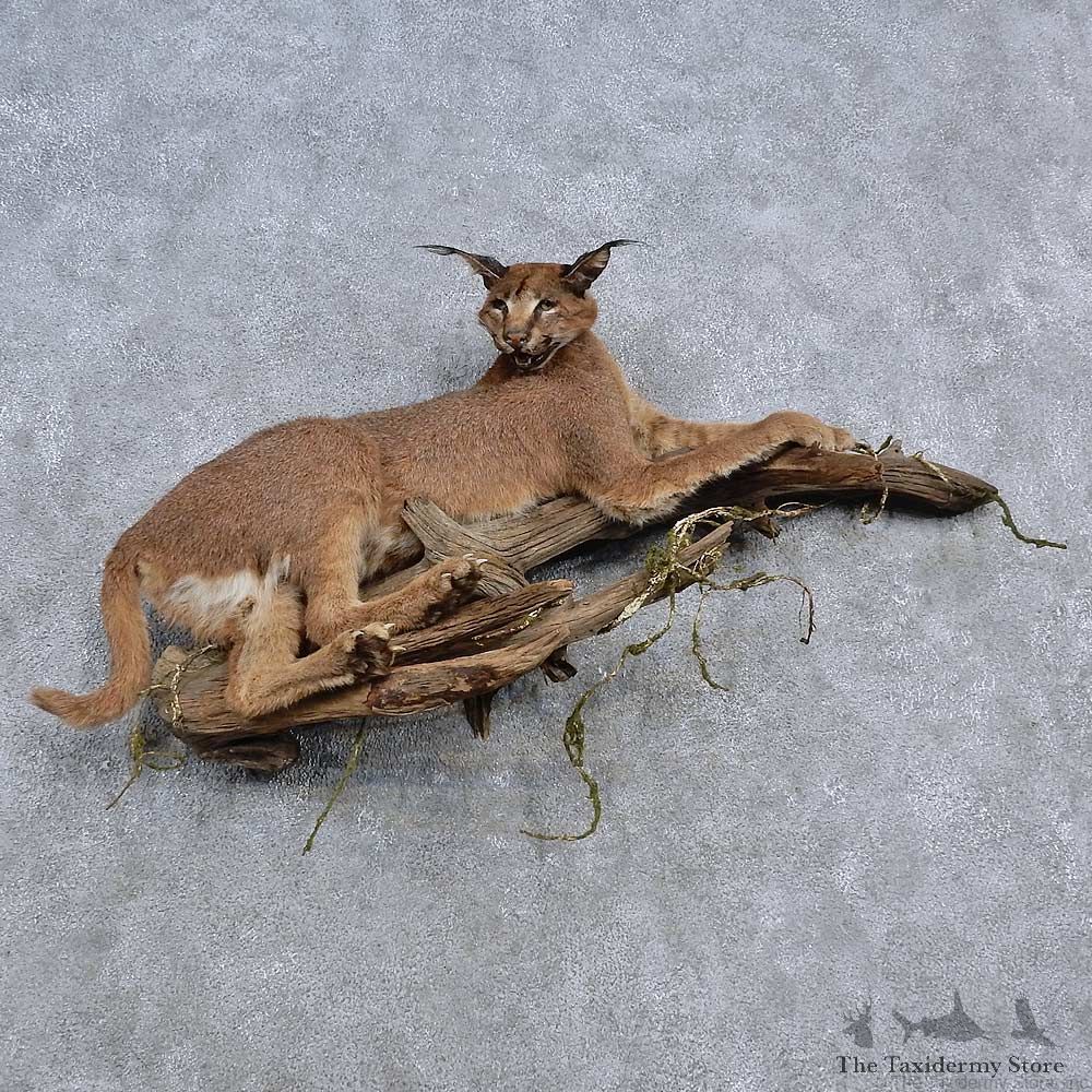 African Caracal Life-Size Mount For Sale #15664 @ The Taxidermy Store