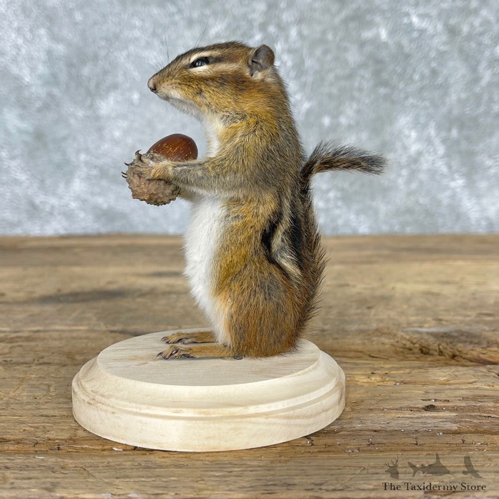 Chipmunk Life-Size Mount For Sale #24081 @ The Taxidermy Store