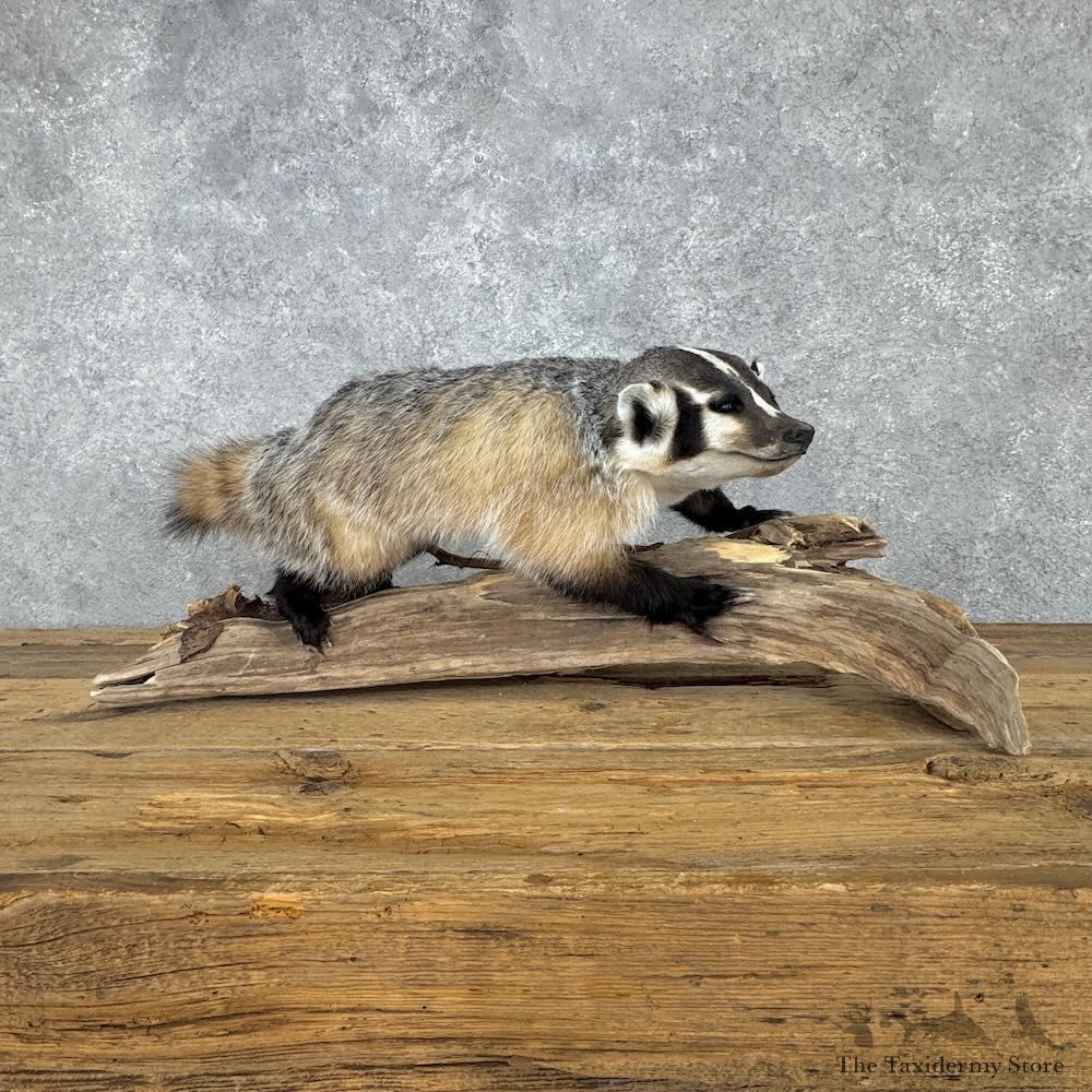 American Badger Life Size Mount For Sale #32383 @ The Taxidermy Store