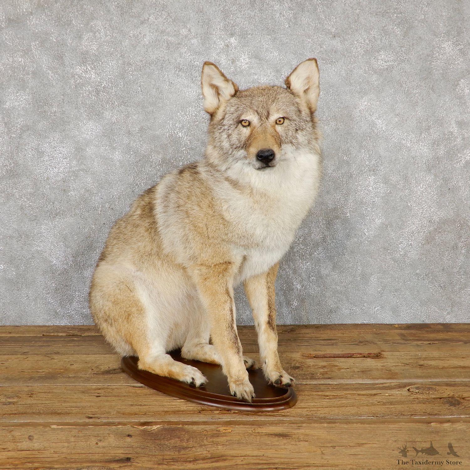 Sitting Coyote Mount For Sale #18003 @ The Taxidermy Store