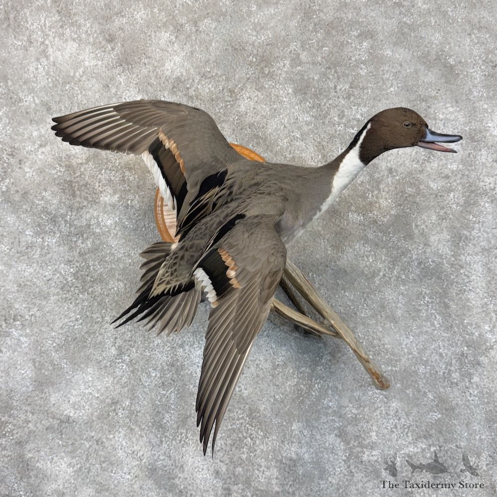 Northern Pintail Duck Bird Mount For Sale #30101 @ The Taxidermy Store
