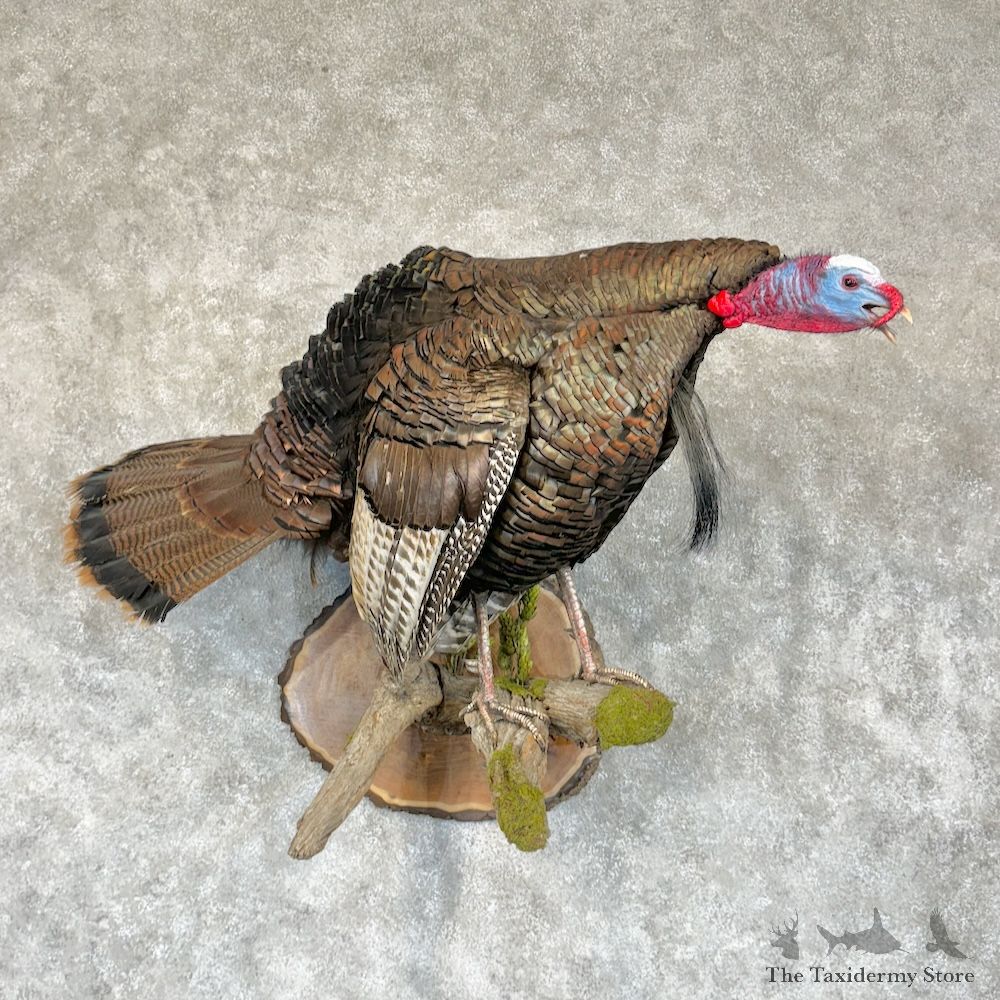 Eastern Turkey Bird Mount For Sale #29358 @ The Taxidermy Store