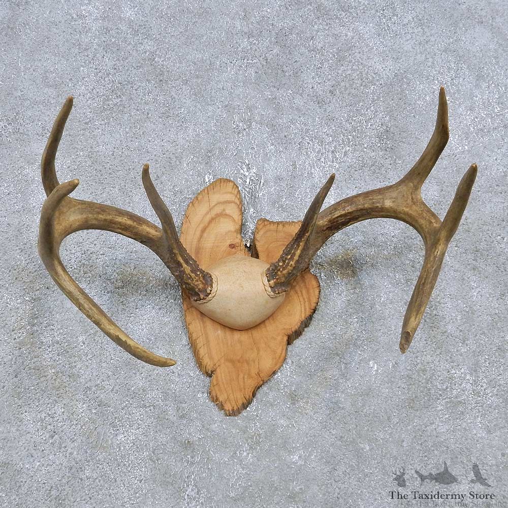 Whitetail Deer Antler Mount For Sale #14780 @ The Taxidermy Store
