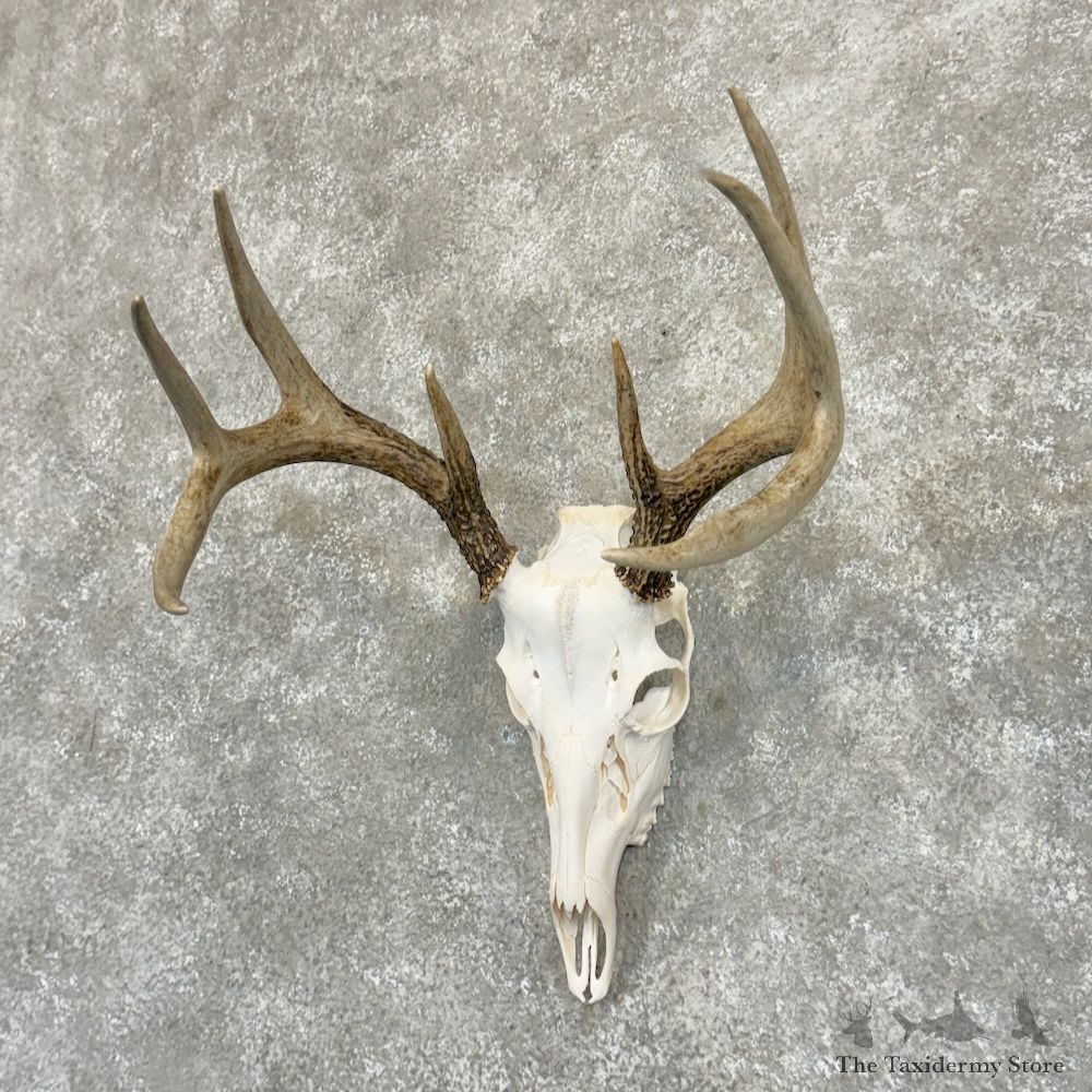 Whitetail Deer Skull European Mount For Sale #29248 @ The Taxidermy Store