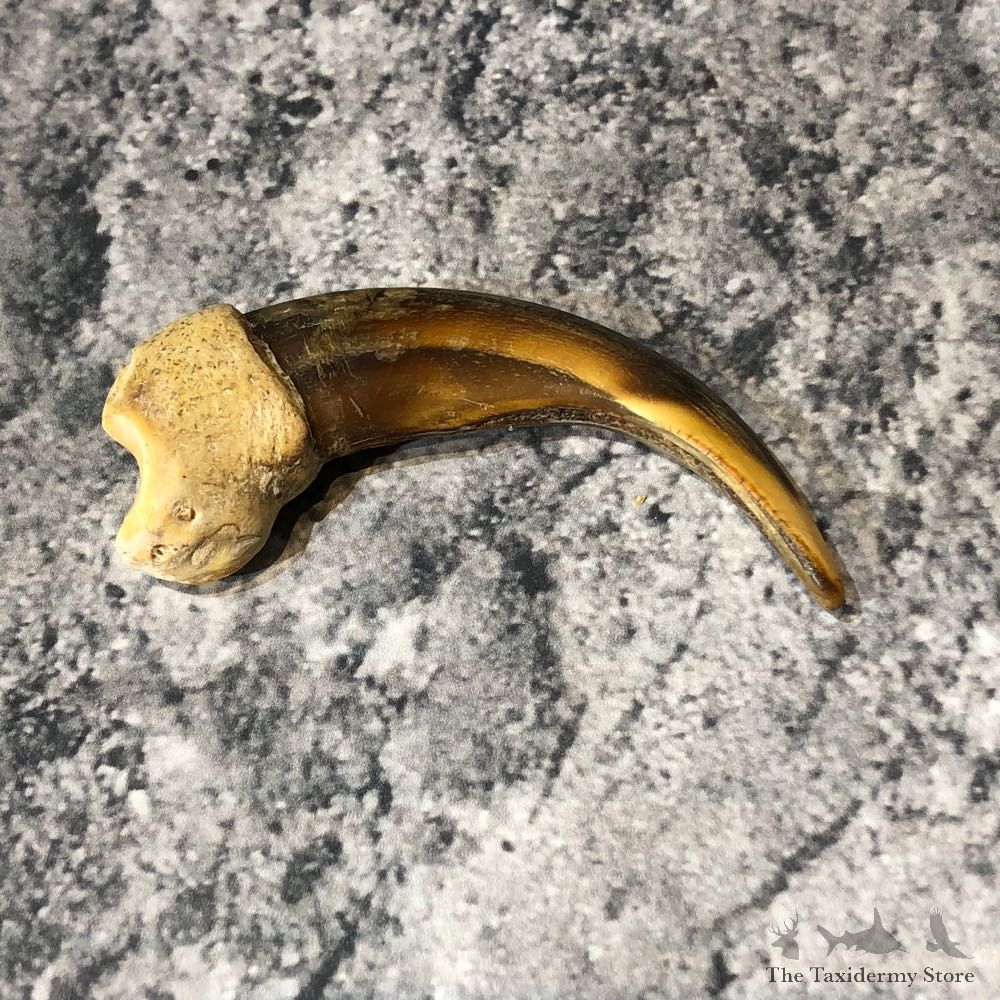 Grizzly Bear Claw For Sale #18811 @ The Taxidermy Store