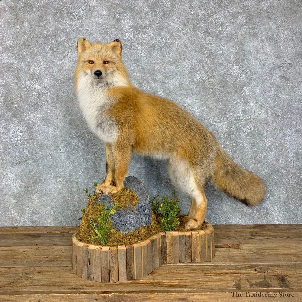 Kodiak Island Red Fox Life-Size Mount For Sale #23497 @ The Taxidermy Store