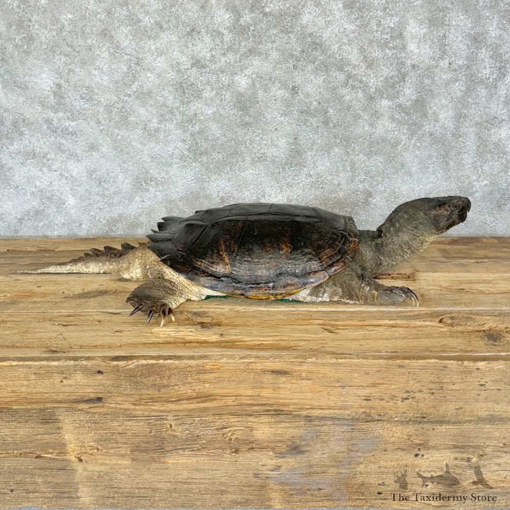 Common Snapping Turtle Mount For Sale #28793 @ The Taxidermy Store