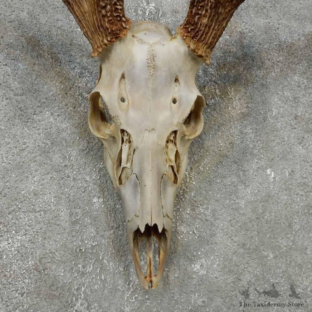 Whitetail Deer Skull European Mount For Sale #14769 @ The Taxidermy Store