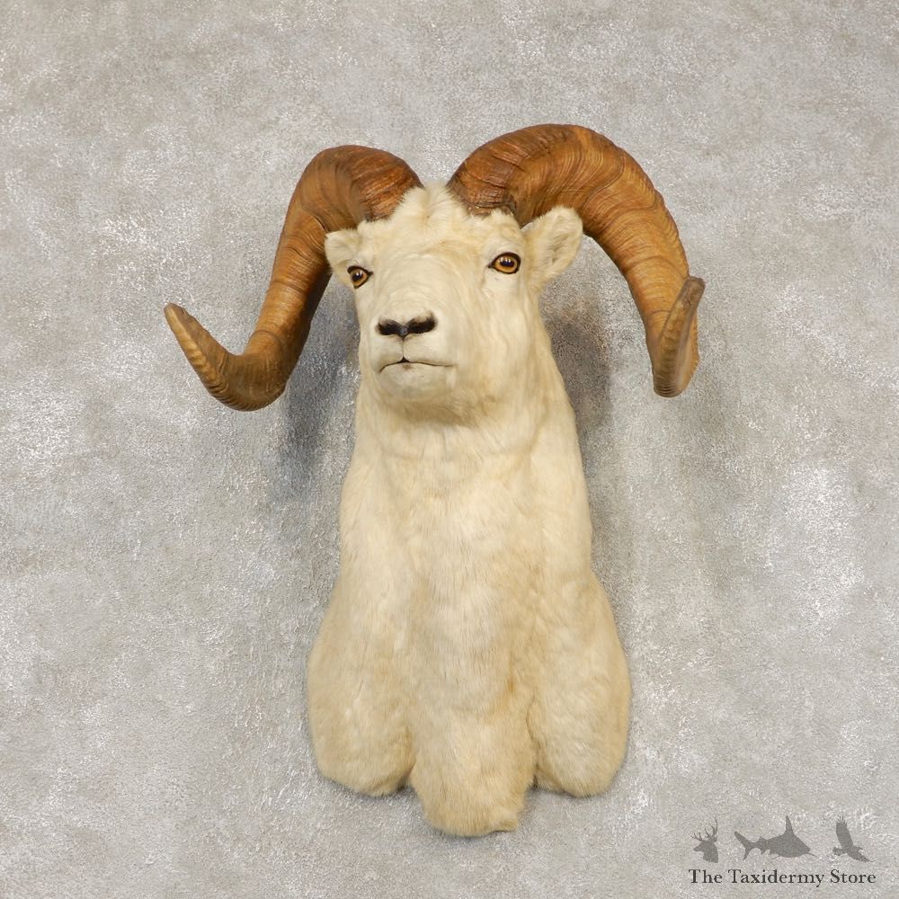 Dall Sheep Shoulder Mount For Sale #21431 @ The Taxidermy Store