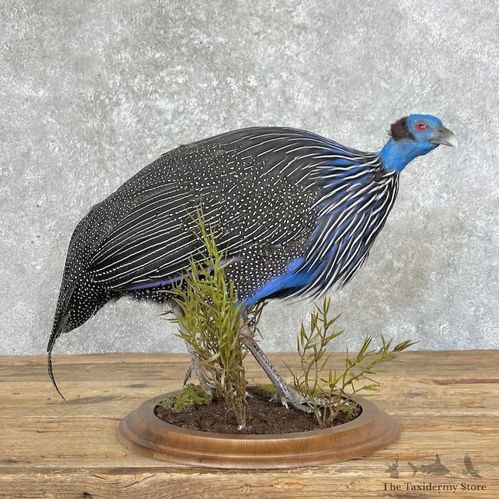 Vulturine Guineafowl Bird Mount For Sale #27591 @ The Taxidermy Store