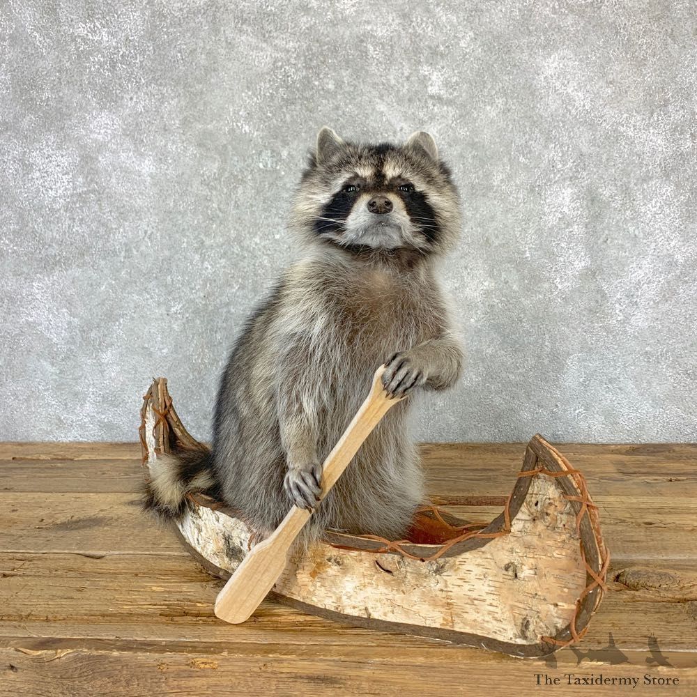 Canoeing Raccoon Novelty Mount For Sale #23204 @ The Taxidermy Store