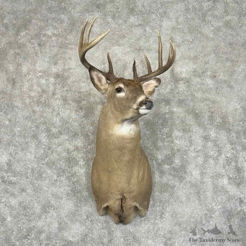 Whitetail Deer Shoulder Mount For Sale #30999 @ The Taxidermy Store