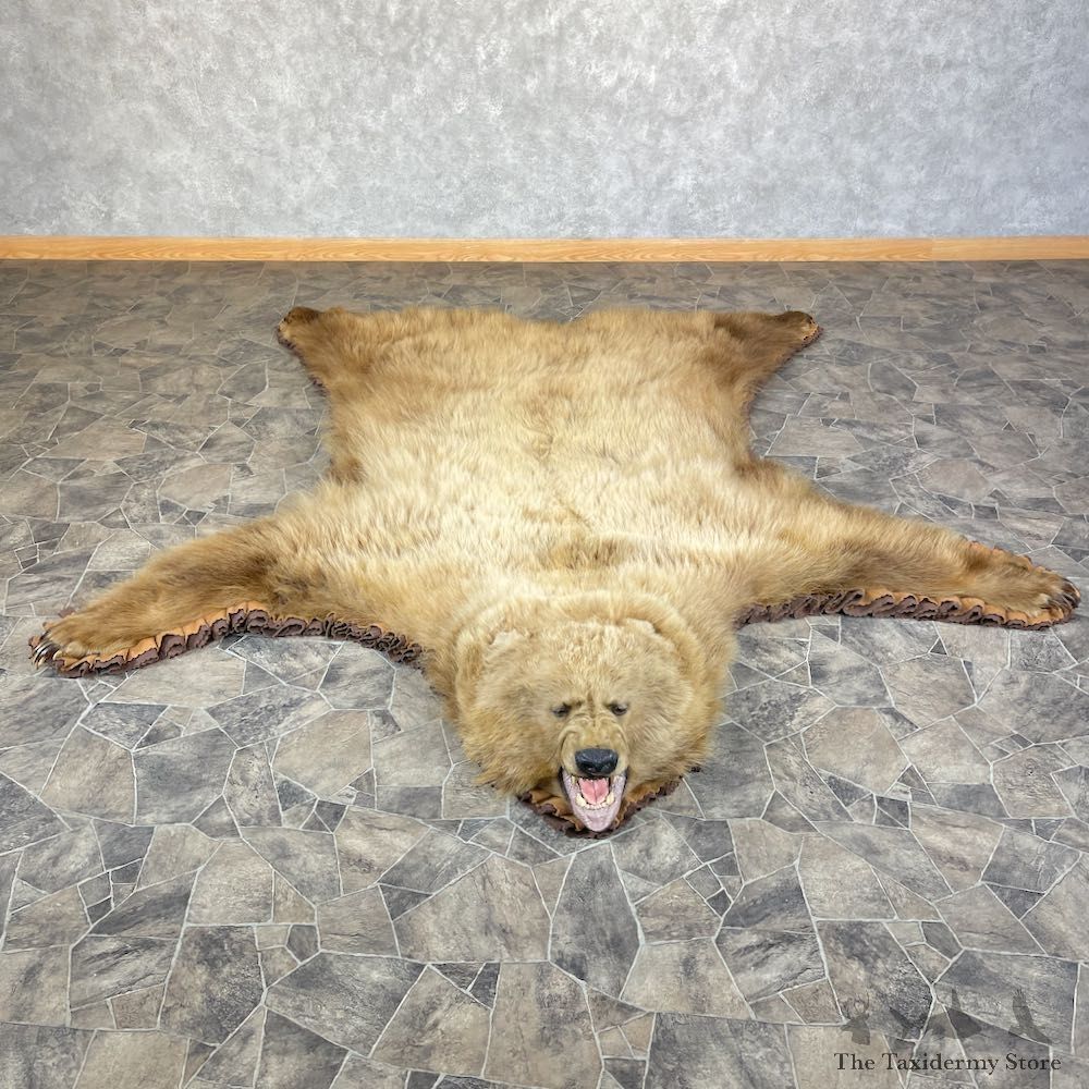 Grizzly Bear Taxidermy Rug Mount For Sale #25361 @ The Taxidermy Store