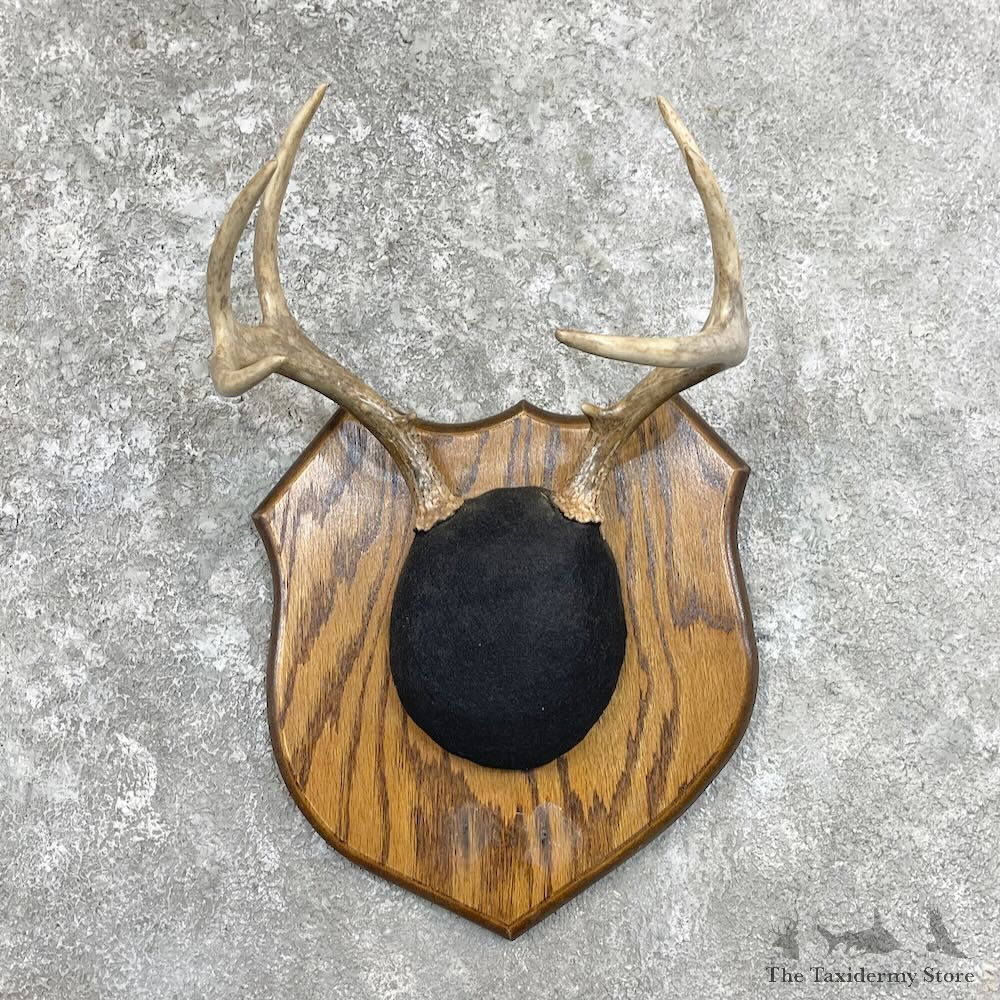 Whitetail Deer Antlers Plaque Mount For Sale #27938 @ The Taxidermy Store