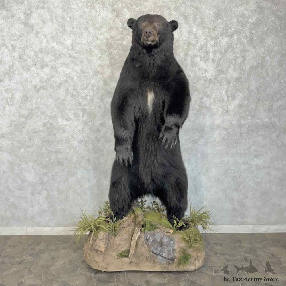 Black Bear Life-Size Mount For Sale #31746 @ The Taxidermy Store
