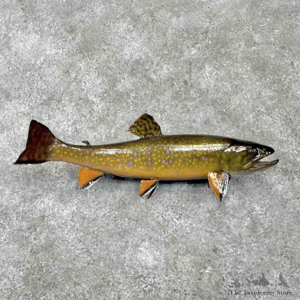 Brook Trout Fish Mount For Sale #31715 @ The Taxidermy Store