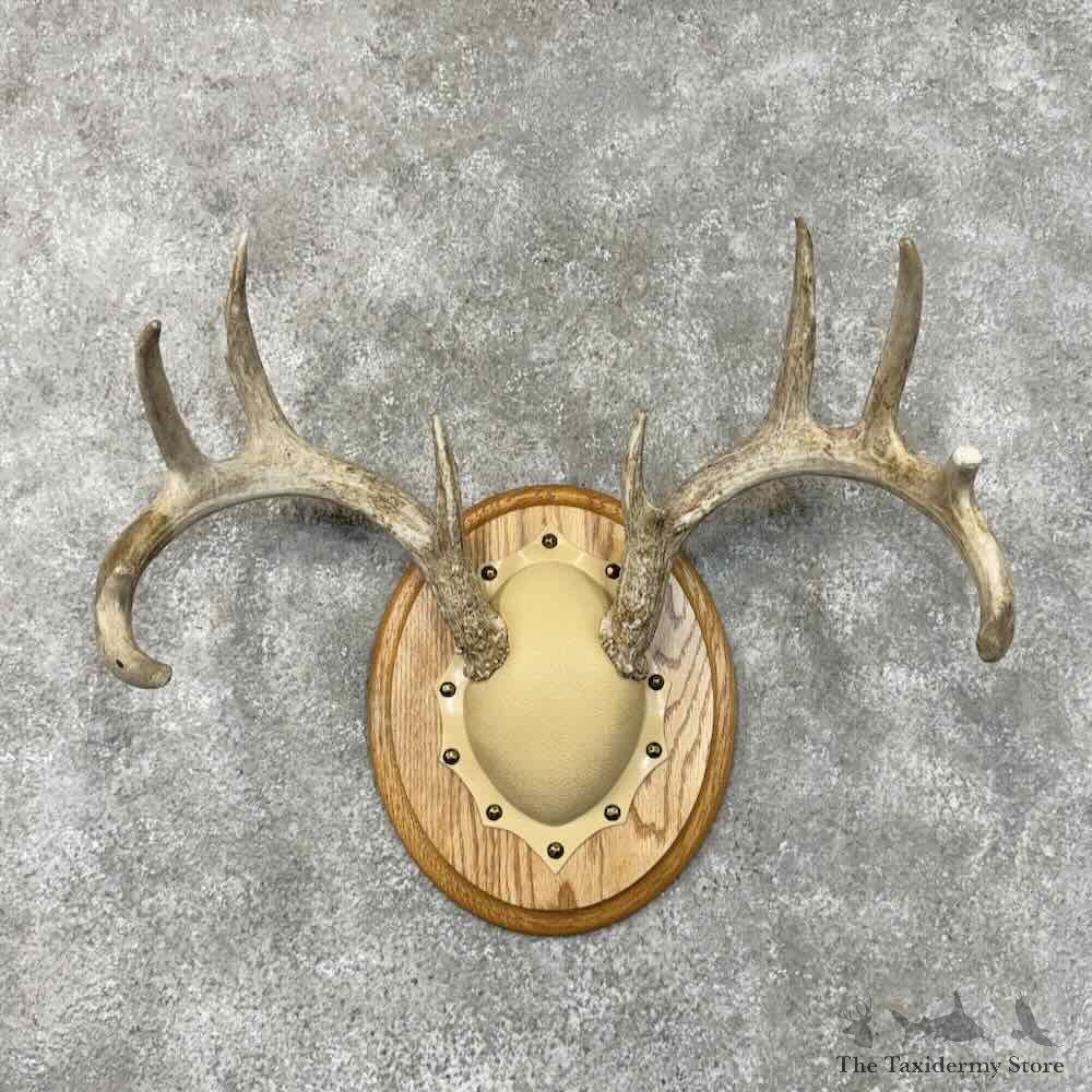 Whitetail Deer Antler Plaque Mount For Sale #30472 @ The Taxidermy Store