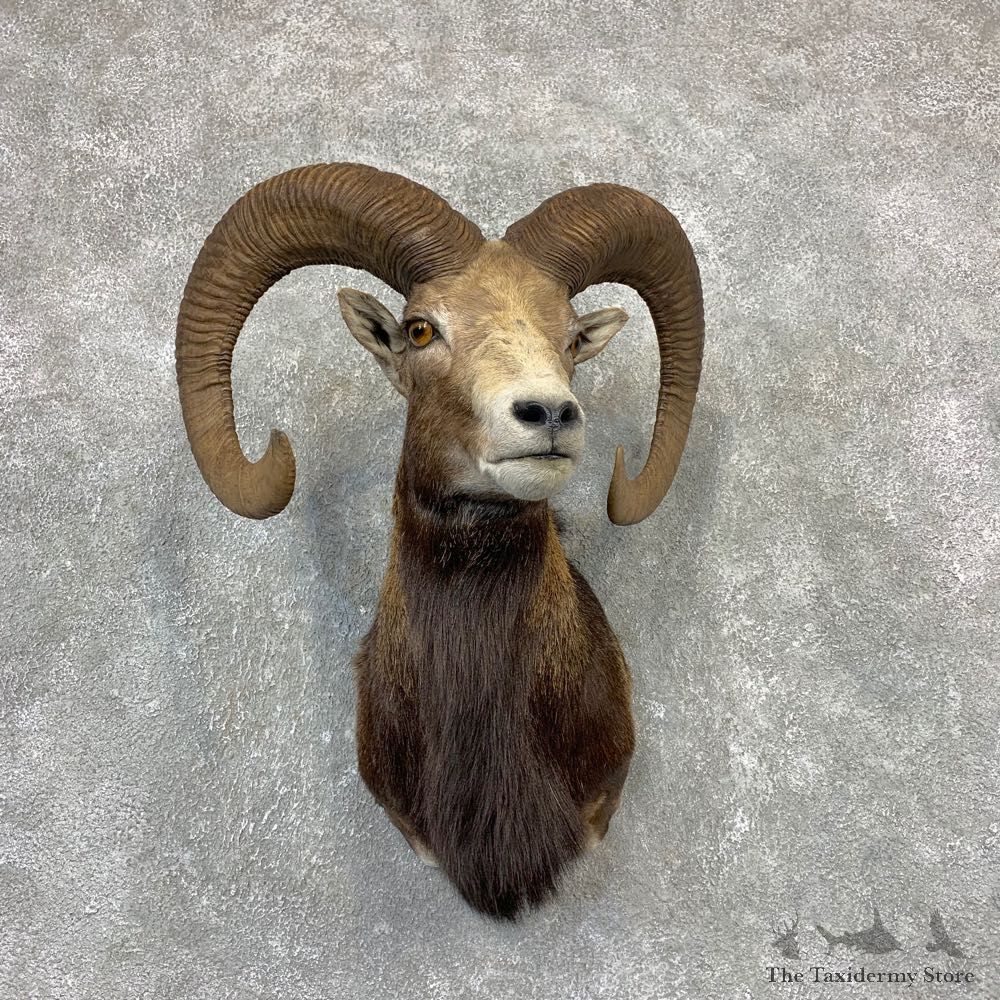 Mouflon Ram Shoulder Mount For Sale #21614 @ The Taxidermy Store
